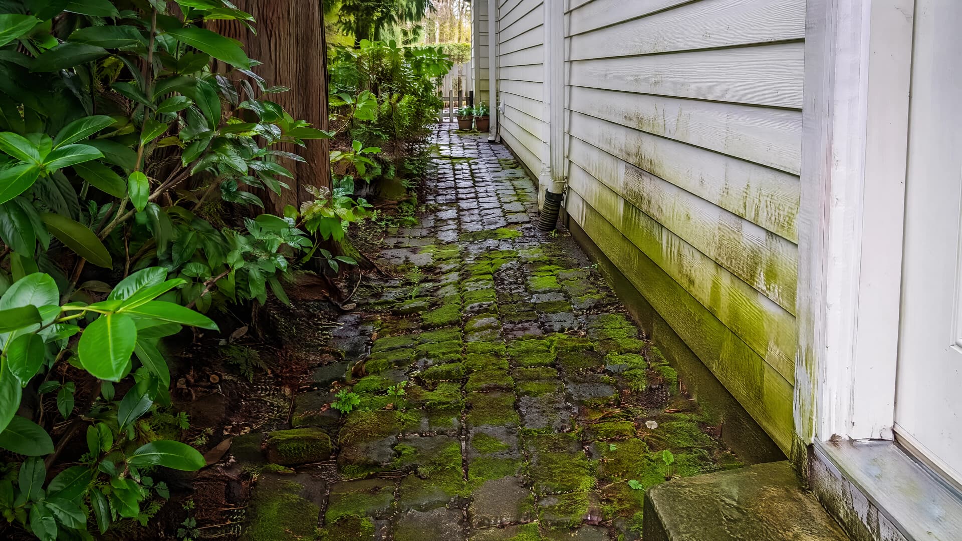 Moss rooted between brick pavers and green algae film climbing white siding on a shaded Vancouver walkway after the rainy season