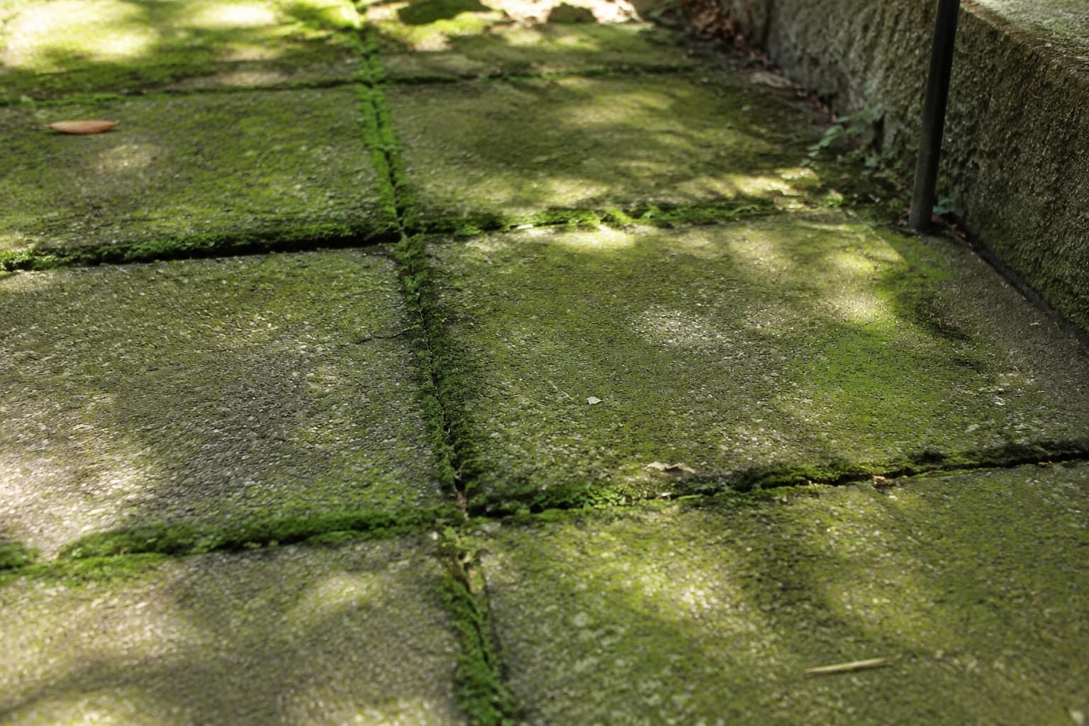 Close view of moss packed into patio paver joints with a green algae film across the stone faces in a shaded Vancouver yard