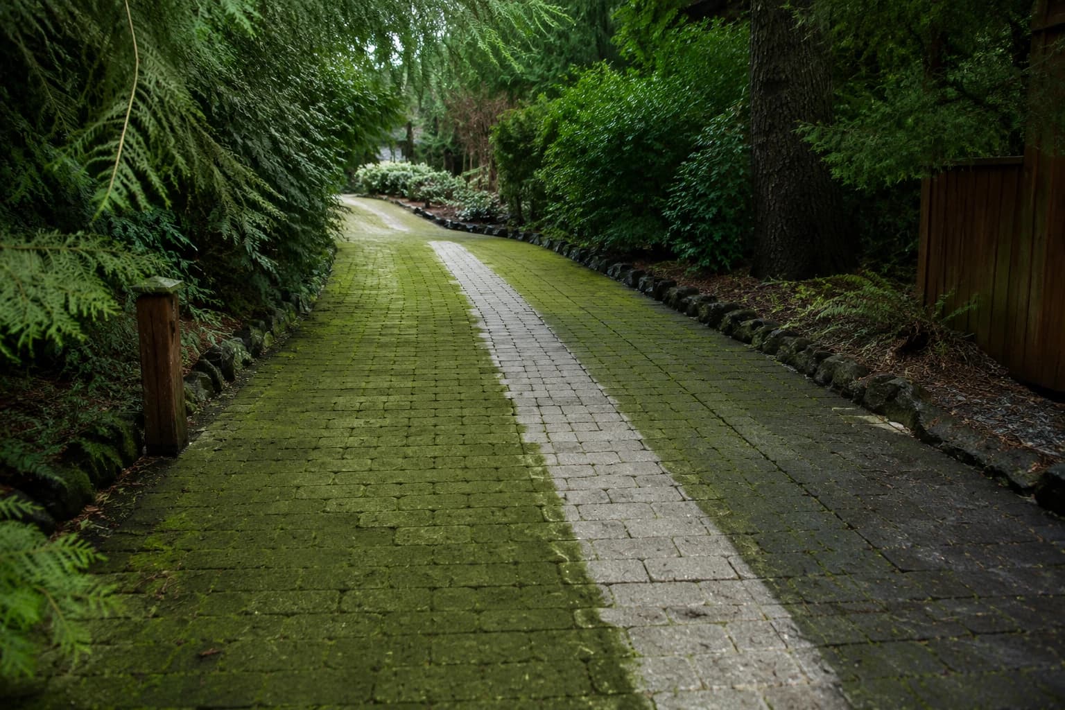 Shaded North Shore paver walkway thick with green algae, one narrow strip cleaned back to bare pale stone