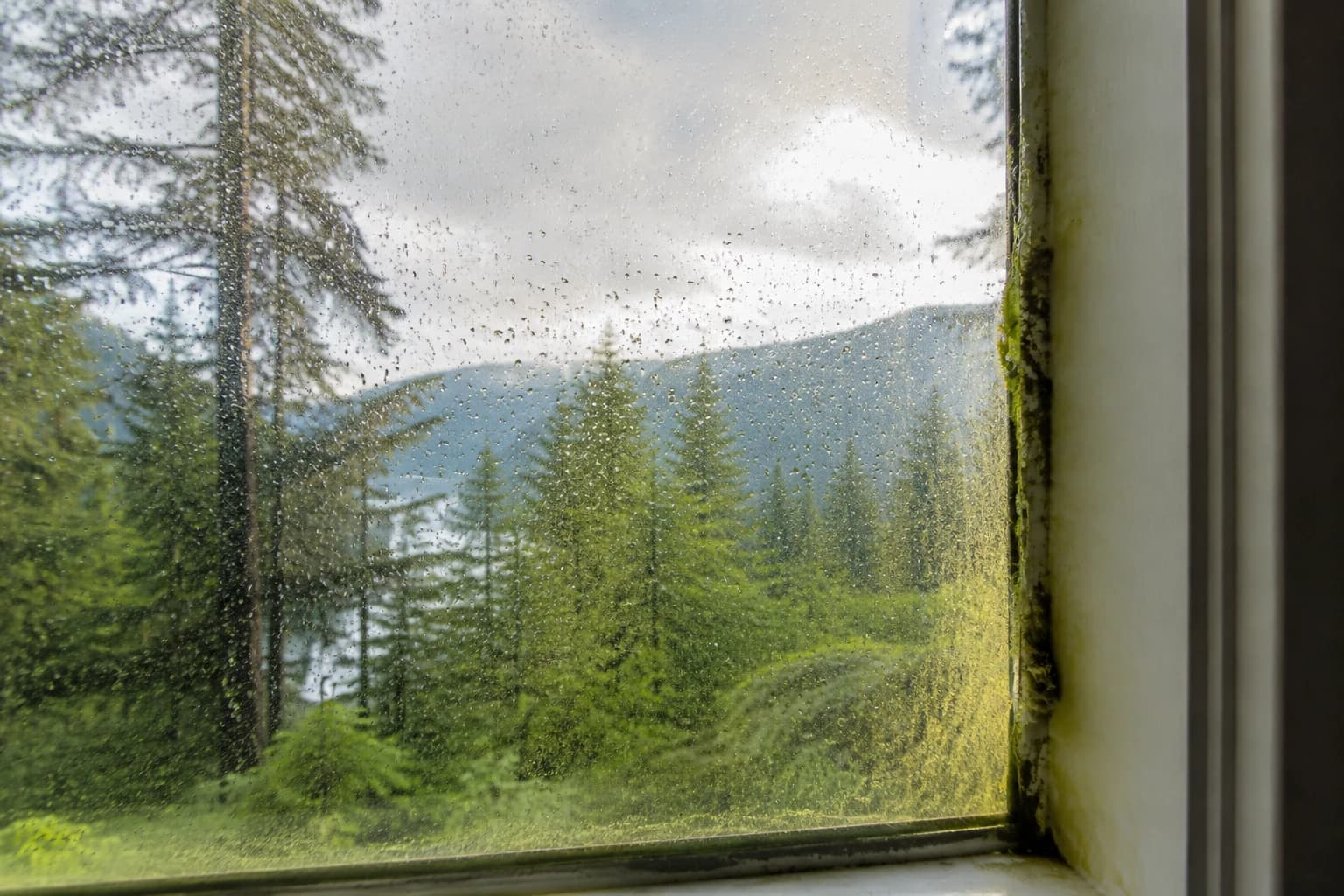 Rain-spotted window with a film of conifer pollen and moss creeping in along the frame edge, cedars beyond
