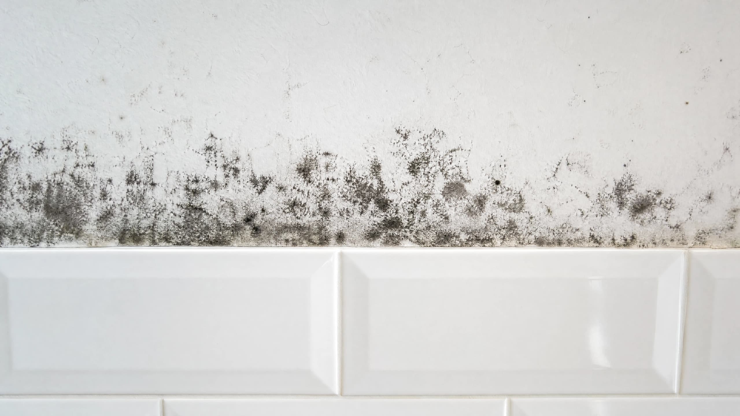 Heavy black mold across painted plaster stopping dead at the line where glossy white subway tile begins